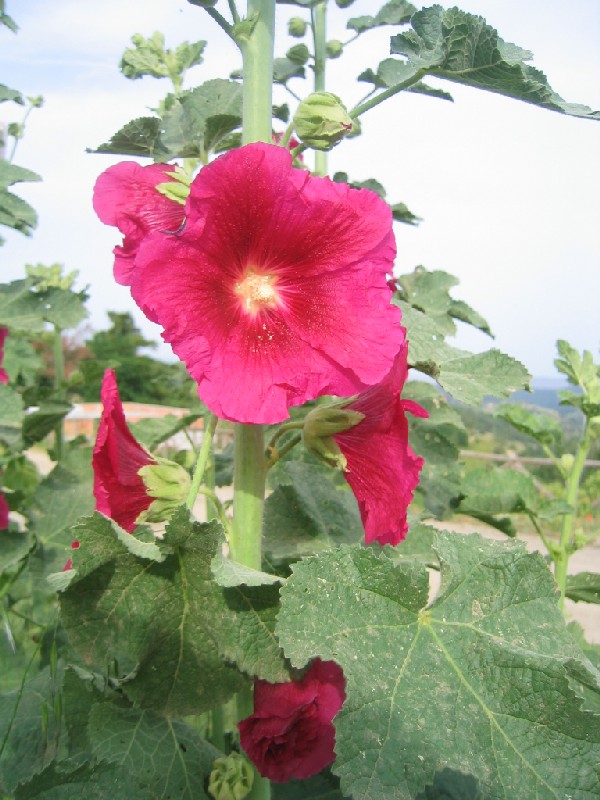 Alcea rosea / o biennis?
